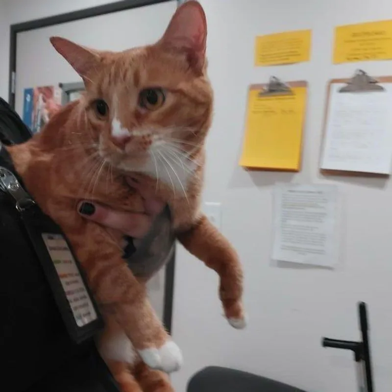 An adult medium-sized female Orange & White Domestic Short Hair cat named Ms paz for adoption in Lake Havasu City, AZ