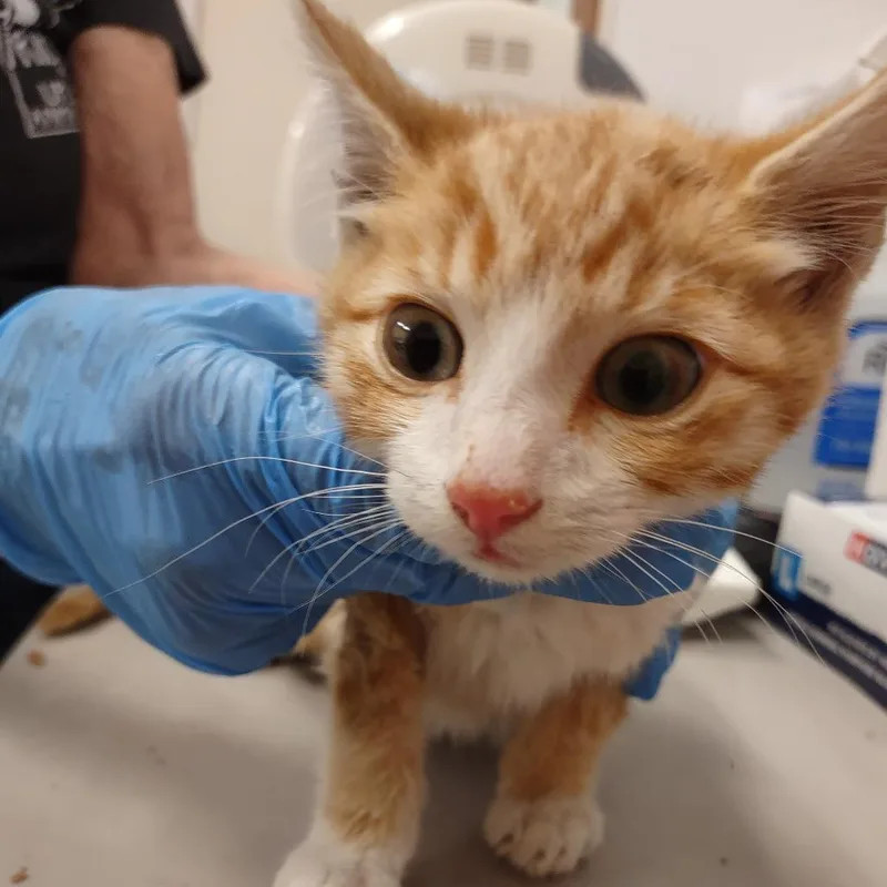 A baby small-sized male Orange / Red Domestic Short Hair cat named IEPAStray for adoption in Upland, CA