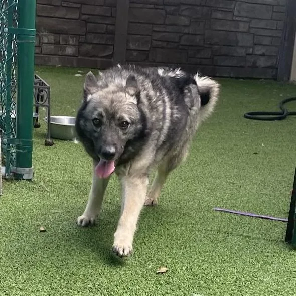 An adult medium-sized female White / Cream Norwegian Elkhound dog named Natasha for adoption in LOXAHATCHEE, FL