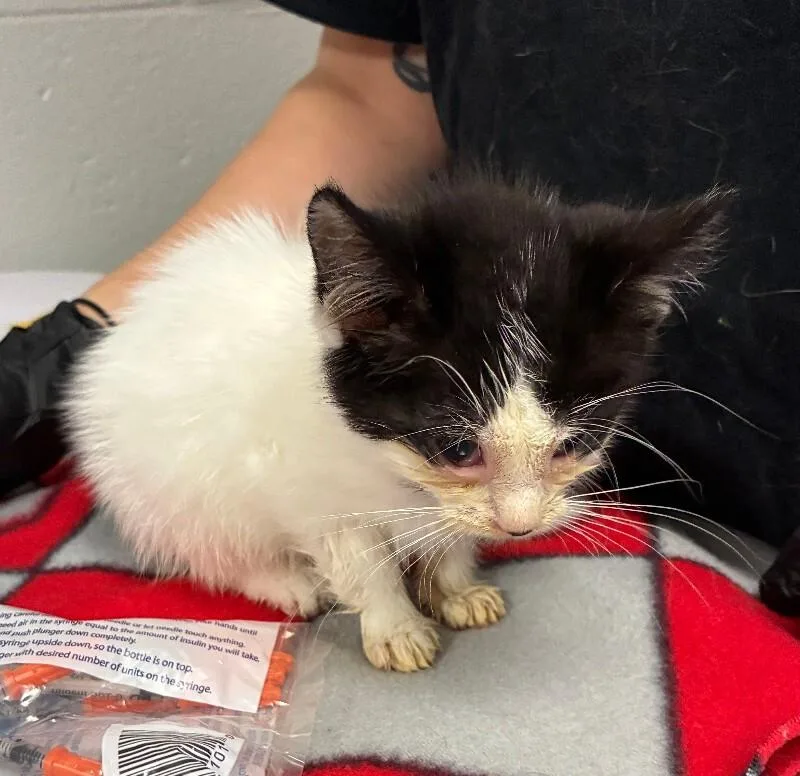 A young small-sized female White Domestic Short Hair cat named Boba for adoption in Cincinnati, OH