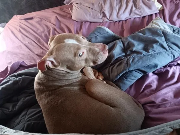 A young medium-sized female Mixed Breed dog named Sadie for adoption in New York, NY