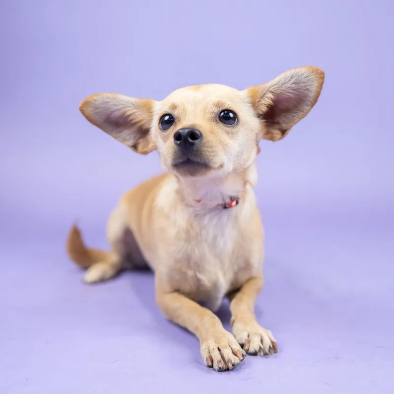 A young small-sized male White / Cream Chihuahua dog named Sketchers for adoption in Portland, OR