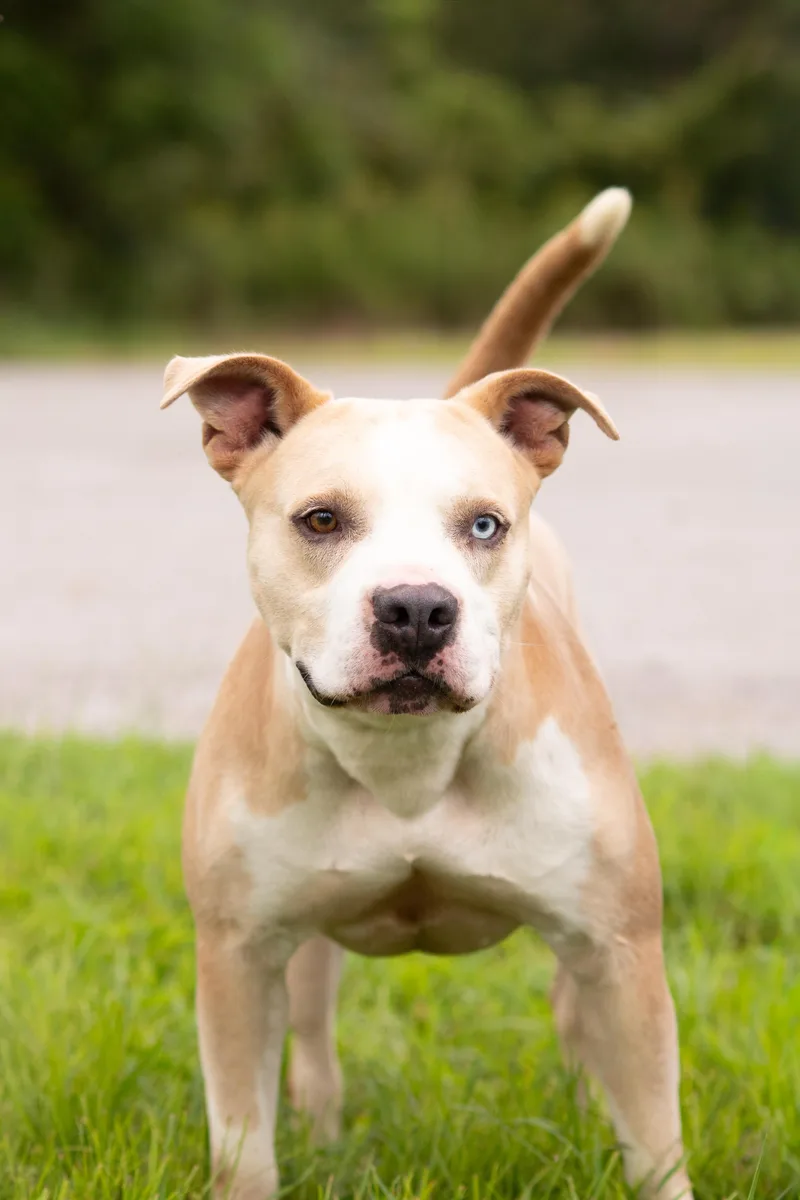An adult large-sized male Pit Bull Terrier dog named Loki for adoption in Dixon, KY
