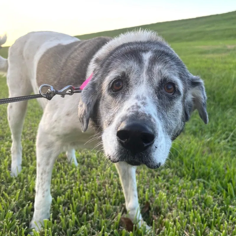 A senior large-sized female Hound dog named Sugar Hound Dog for adoption in New Orleans, LA
