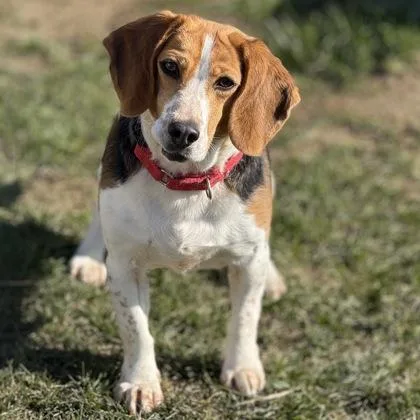 An adult small-sized female Beagle dog named Noble November for adoption in East Montpelier, VT