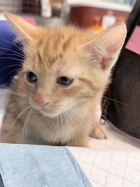 A baby small-sized male Orange / Red Domestic Short Hair cat named Downey for adoption in Tavares, FL