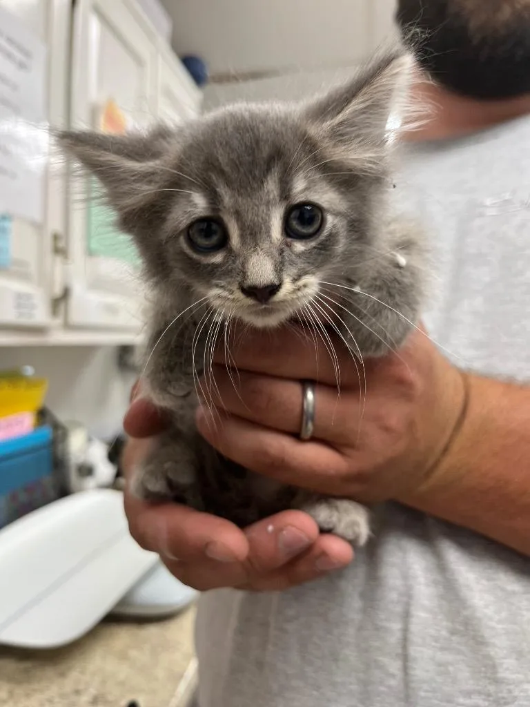 A baby small-sized female Domestic Medium Hair cat named Tinker Bell for adoption in Lavonia, GA