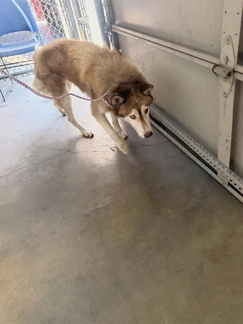 An adult large-sized male Mixed Breed dog named West for adoption in Dallas, TX