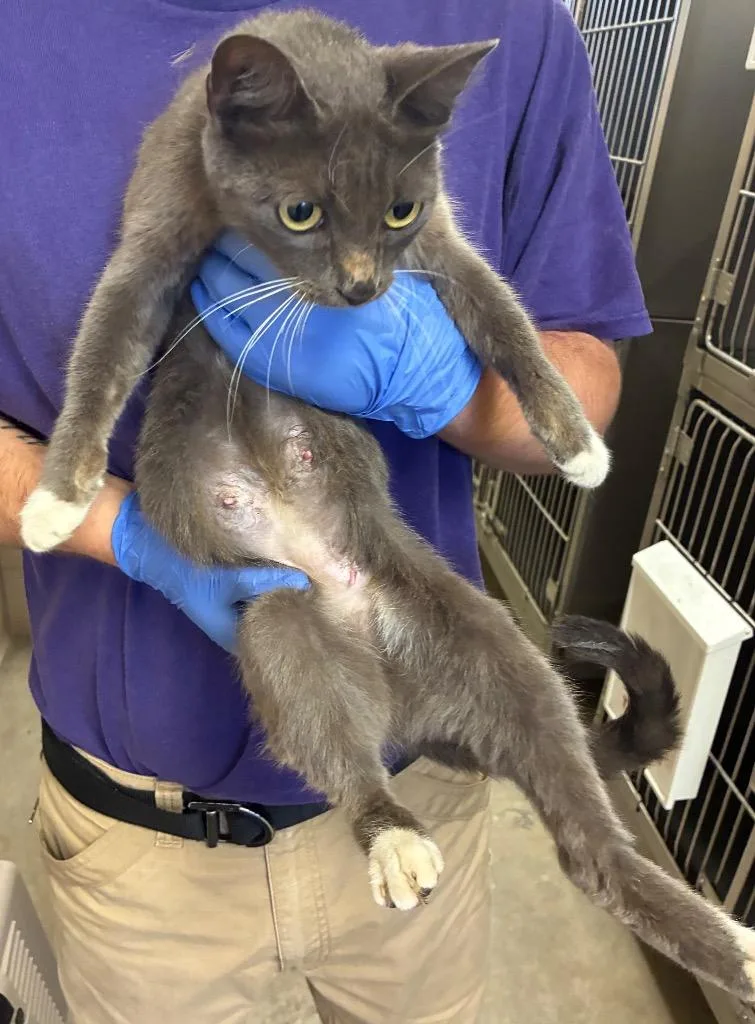 A young medium-sized female Domestic Short Hair cat named Ella for adoption in Bossier City, LA