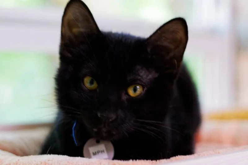 A baby medium-sized male American Bobtail cat named Mph for adoption in Hot Springs, AR