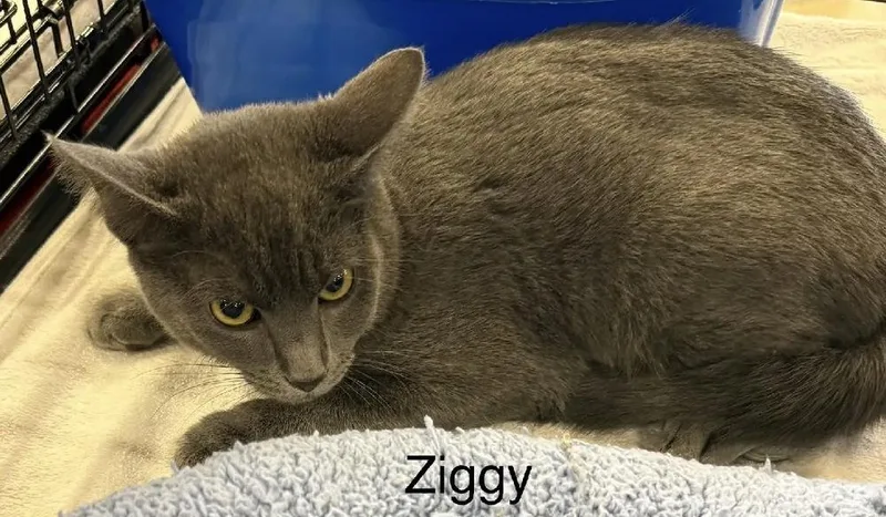 A young medium-sized female Blue Point Domestic Short Hair cat named Sasha for adoption in Safety Harbor, FL