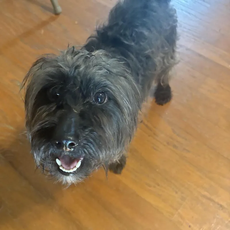 An adult small-sized male Gray / Blue / Silver Maltese dog named Pickle Puppy for adoption in Austin, TX
