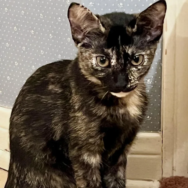 A baby small-sized female Black Domestic Short Hair cat named Francine for adoption in Austin, TX