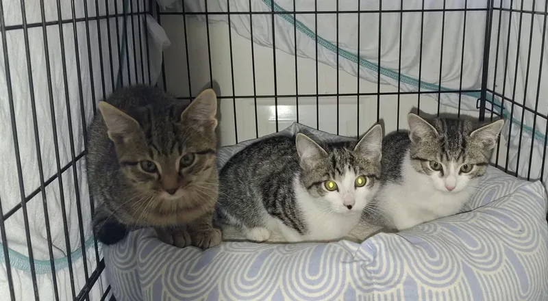 A baby small-sized male Domestic Short Hair cat named Lou for adoption in Monterey, VA
