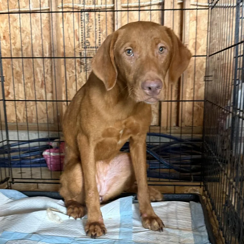 An adult medium-sized female Vizsla dog named Syrup for adoption in Delaware, OH