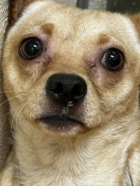 A young medium-sized male Chihuahua dog named Johnny for adoption in Martinez, CA