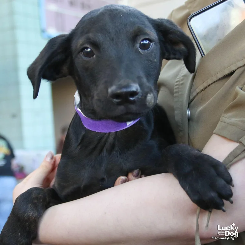 A baby large-sized male Shepherd dog named Asteroid for adoption in Washington, DC