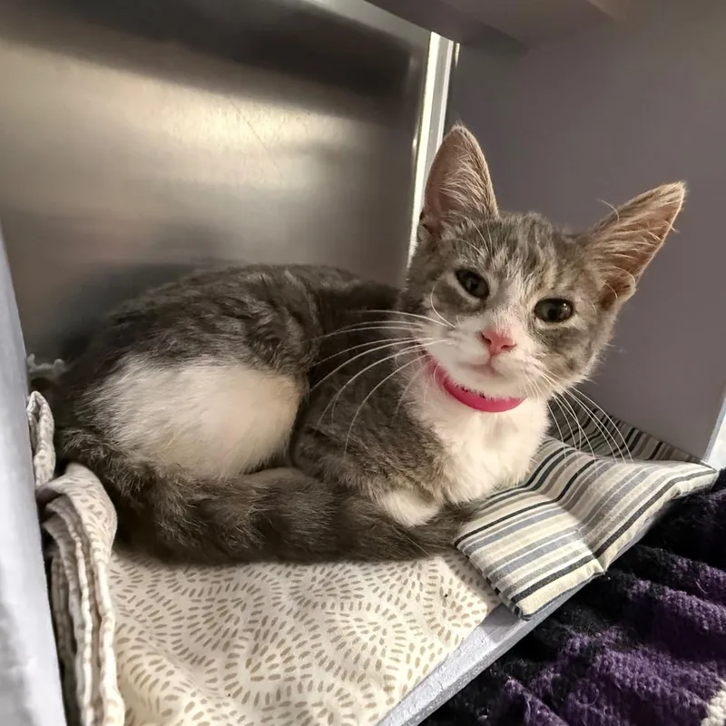 A baby small-sized female Gray / Blue / Silver Domestic Short Hair cat named Fiona for adoption in Saint Louis, MO