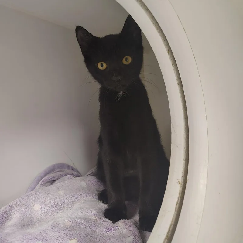 A baby small-sized male Black Domestic Short Hair cat named Deckard for adoption in Gainesville, FL