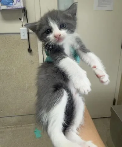 A baby small-sized female Domestic Short Hair cat named Celery for adoption in Riverside, CA