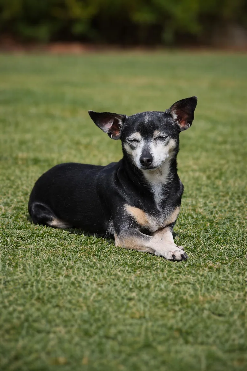An adult small-sized female Black Chihuahua dog named Cricket for adoption in Evans, GA
