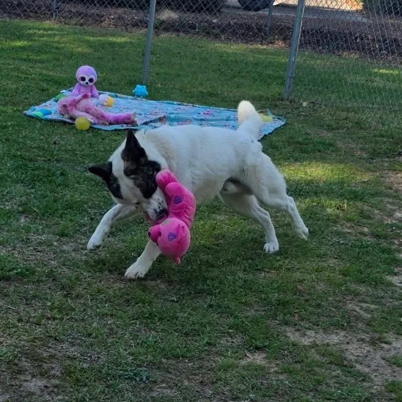 An adult medium-sized male White / Cream Mixed Breed dog named Rider Sponsored for adoption in Gadsden, AL