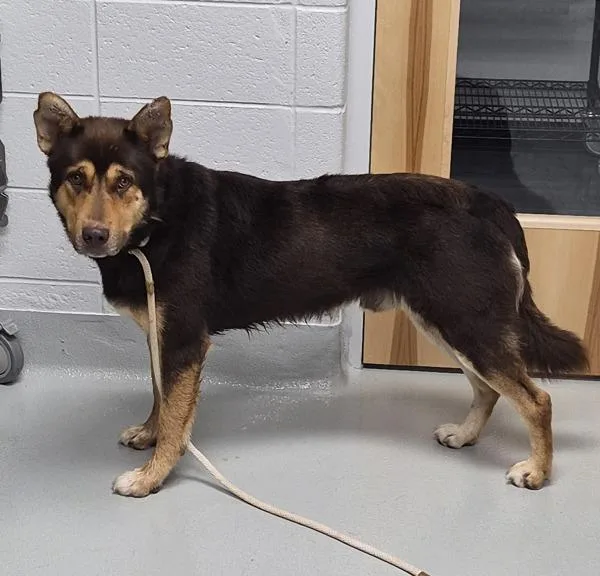 An adult large-sized male German Shepherd Dog dog named Vc  Chapon for adoption in Lawrenceville, GA