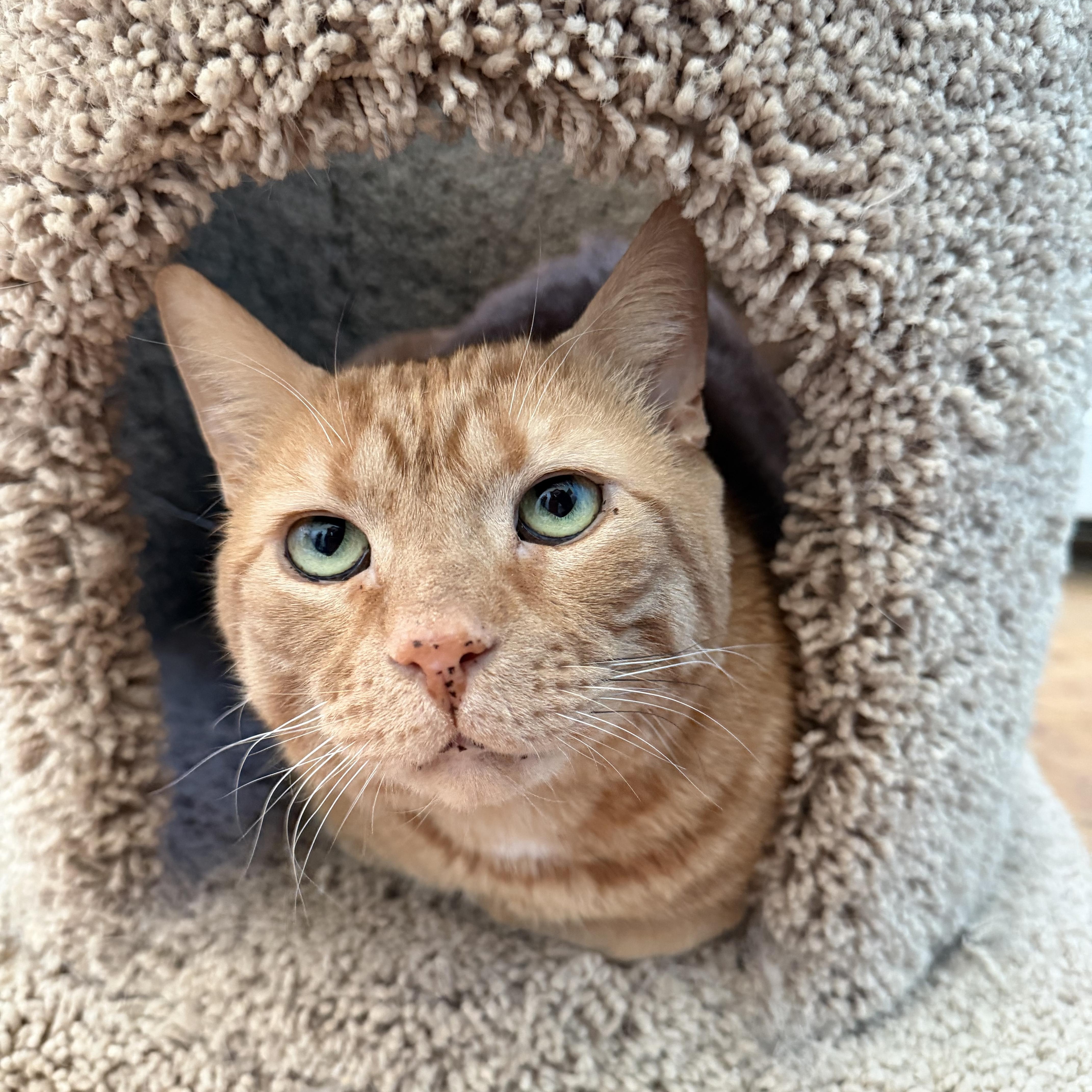 An adult medium-sized male Domestic Short Hair cat named Archie for adoption in LAKE HOPATCONG, NJ