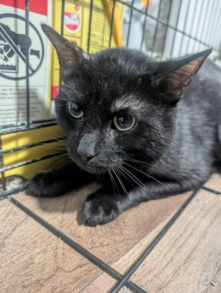 An adult medium-sized female Black Domestic Short Hair cat named Mario K for adoption in Metamora, IL
