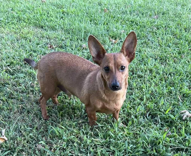 A young small-sized male Brown / Chocolate Chiweenie dog named Coco And Casey Siblings for adoption in Rogersville, TN