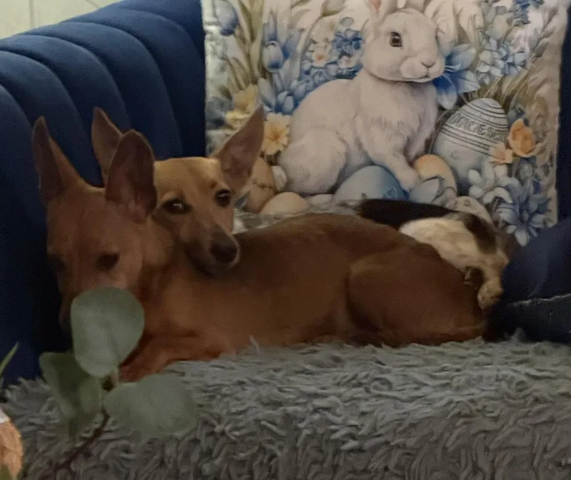 Coco And Casey Siblings thumbnail 4