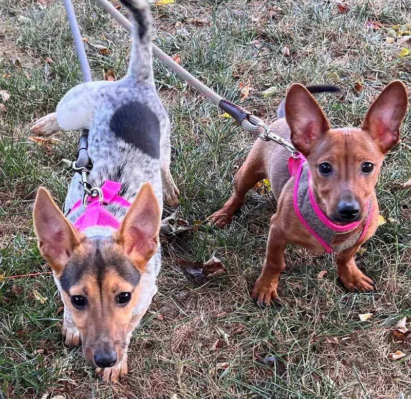 Coco And Casey Siblings thumbnail 5