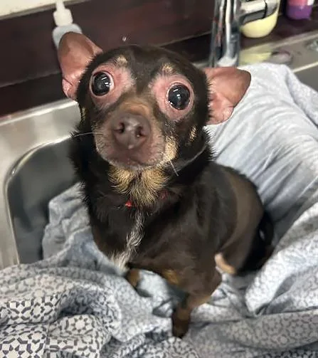 Dobby