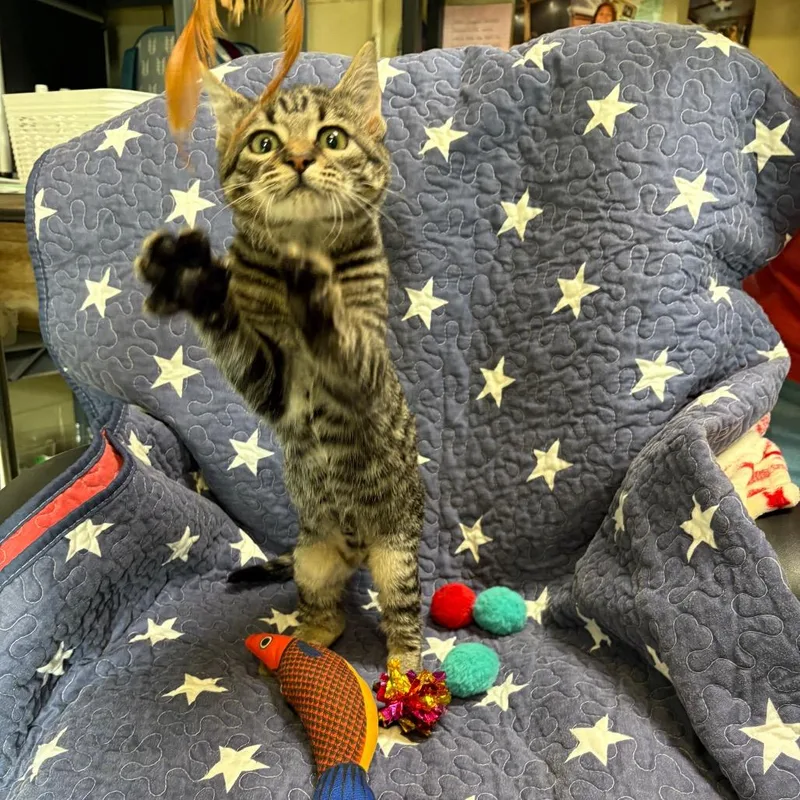A baby small-sized male Black Domestic Short Hair cat named Gambler for adoption in Columbus, NC