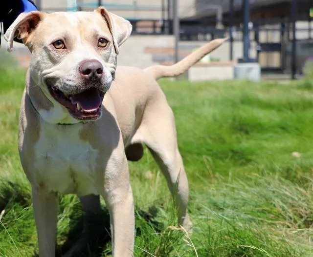 A young medium-sized male Pit Bull Terrier dog named Sterling for adoption in San Luis Obispo, CA