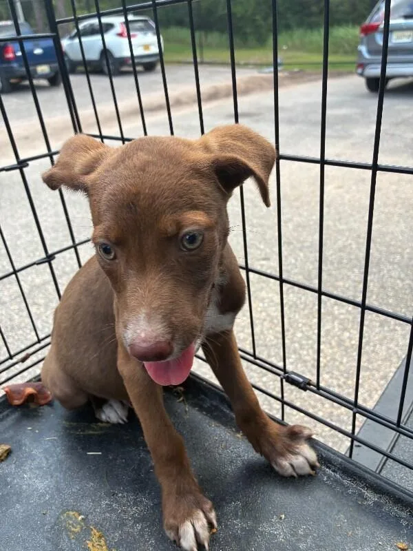 A young medium-sized female Brown / Chocolate Labrador Retriever dog named Ginny for adoption in Mobile, AL
