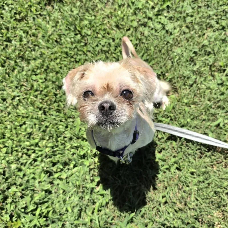 An adult small-sized female Yellow / Tan / Blond / Fawn Shih Tzu dog named Abby for adoption in Cleveland, TN
