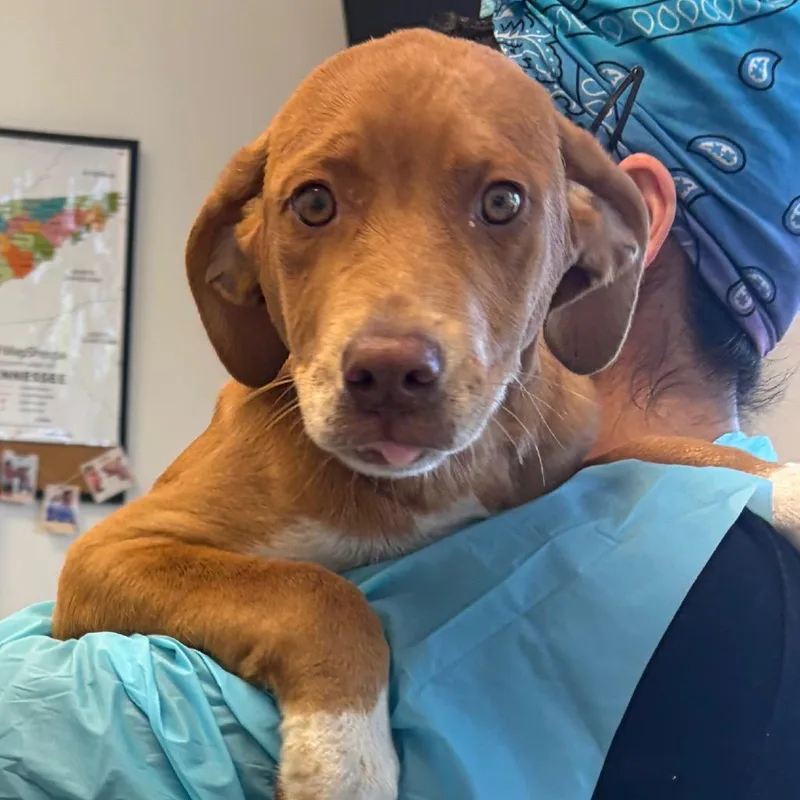 A baby medium-sized male Yellow / Tan / Blond / Fawn Hound dog named Shazam for adoption in Nashville, TN