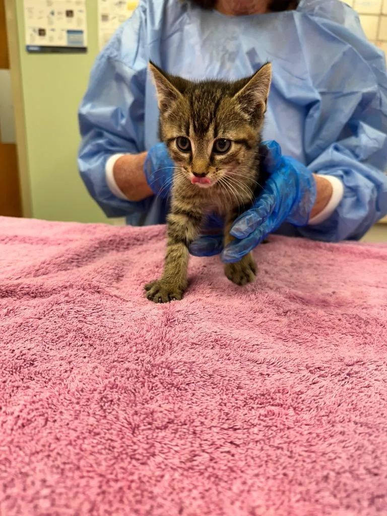 A baby large-sized male Domestic Short Hair cat named Demogorgon for adoption in Waverly, NY