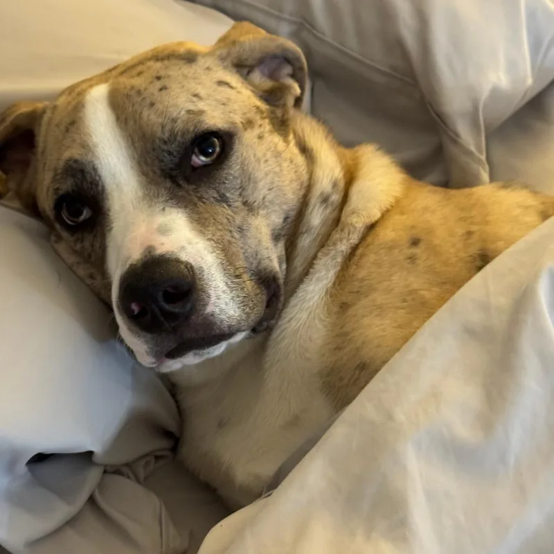 A young small-sized male Brown / Chocolate Catahoula Leopard Dog dog named Barron Home to for adoption in South Elgin, IL