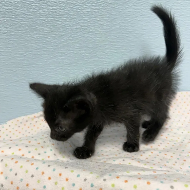 Bellatrix