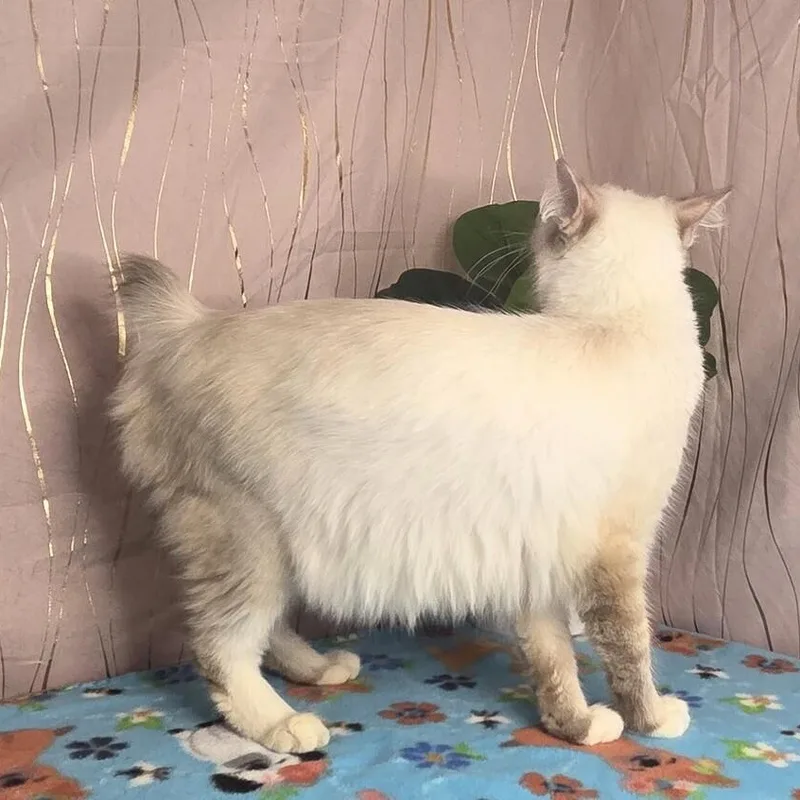 Mirelda