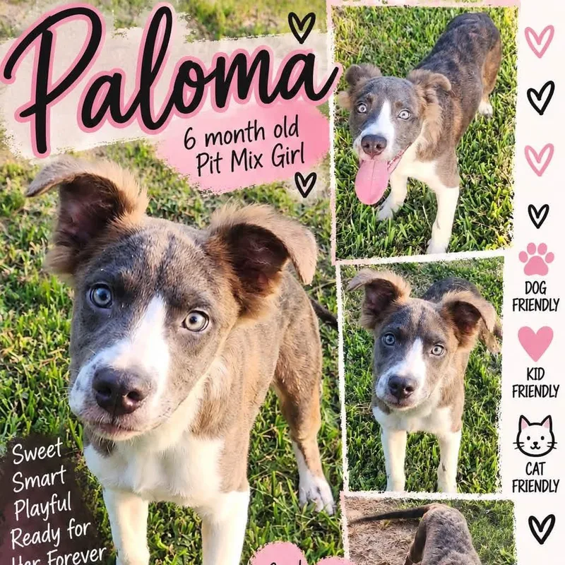 A baby small-sized female Gray / Blue / Silver Pit Bull Terrier dog named Paloma for adoption in Anahuac, TX