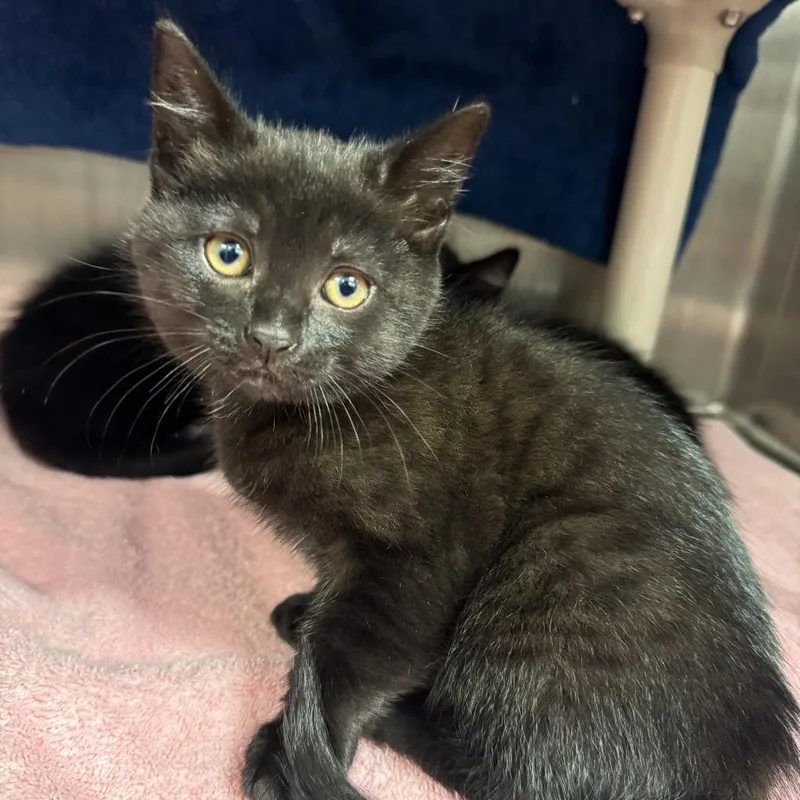 A baby small-sized female Black American Shorthair cat named Franklin for adoption in Fort Wayne, IN