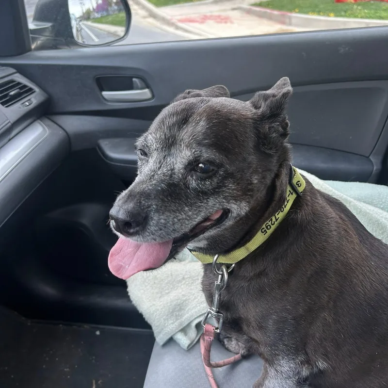 Gracie