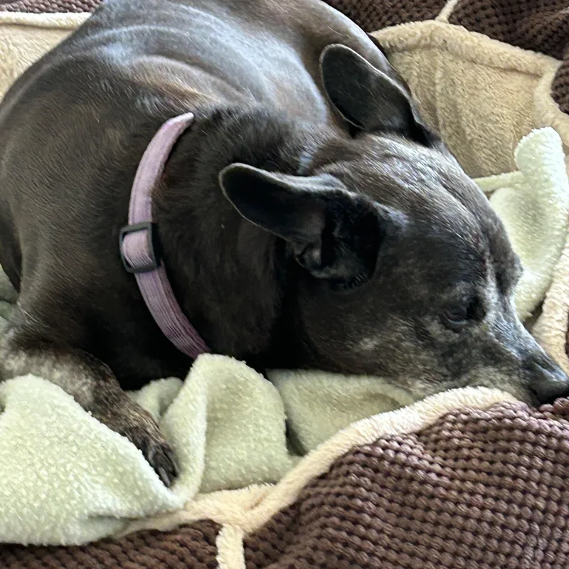 Gracie thumbnail 2