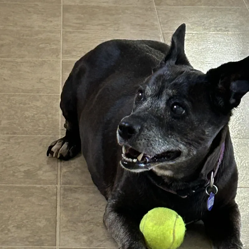 Gracie thumbnail 3