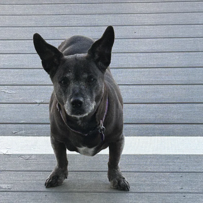 Gracie thumbnail 5
