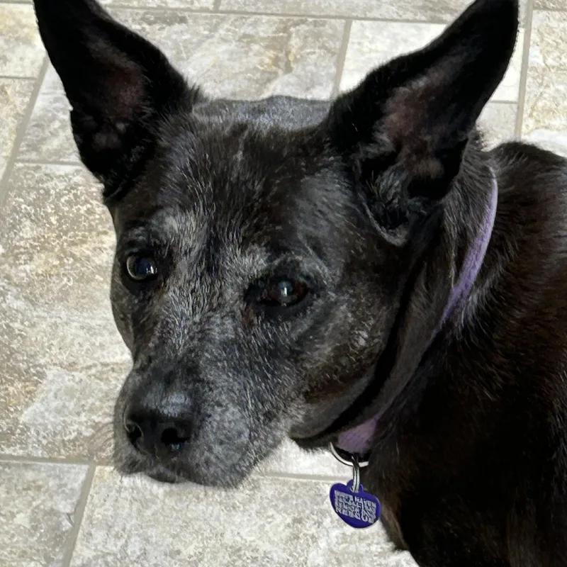 Gracie thumbnail 6