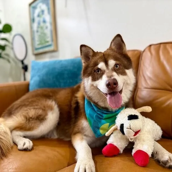 Harley Cuddle Bear thumbnail 5